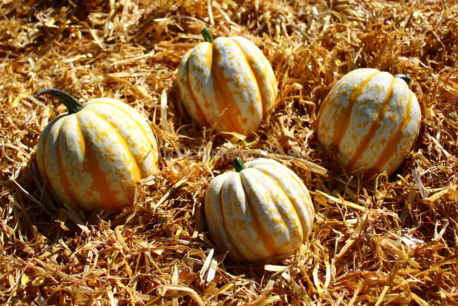 The picture shows pumpkins on straw