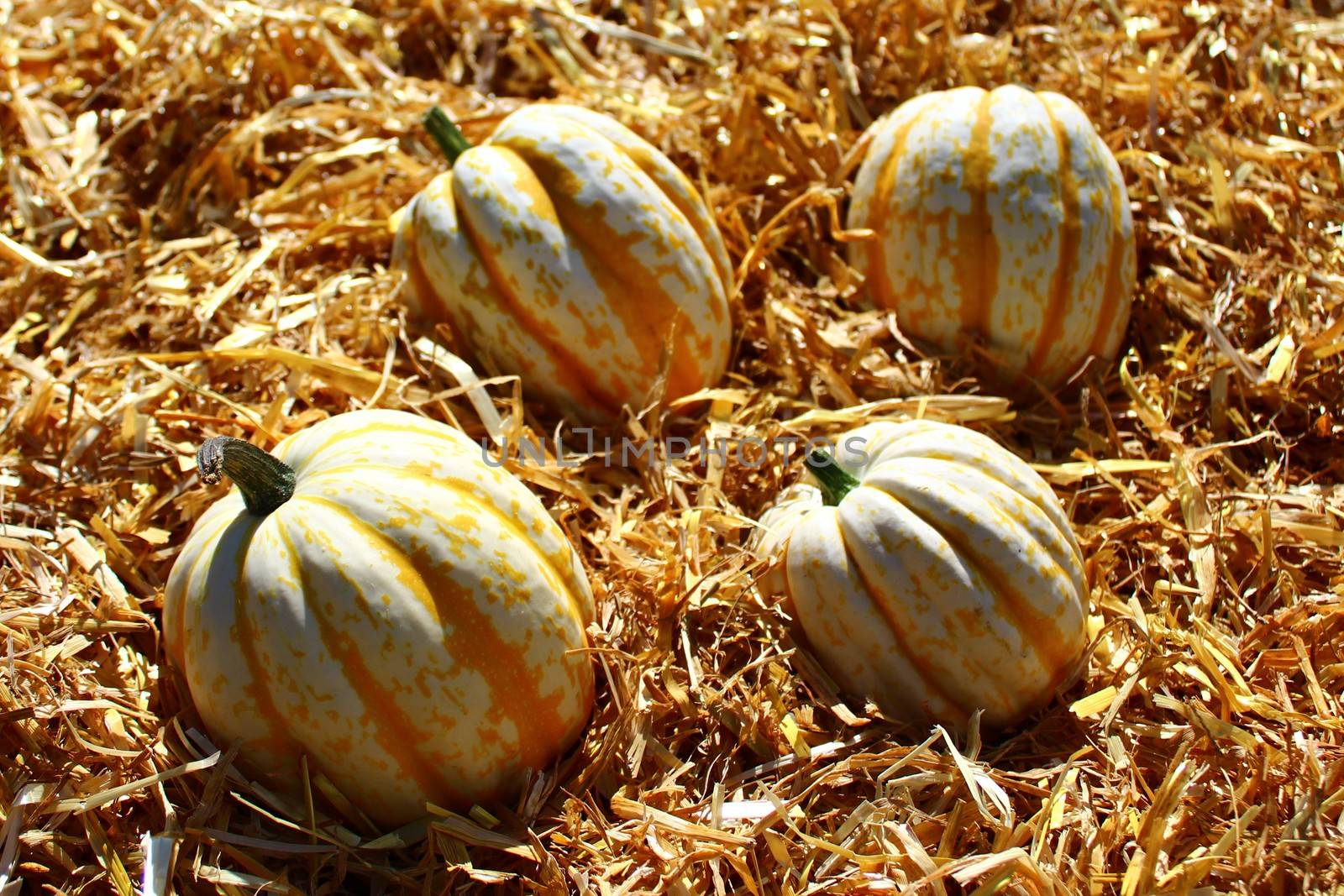 pumpkins on straw by martina_unbehauen