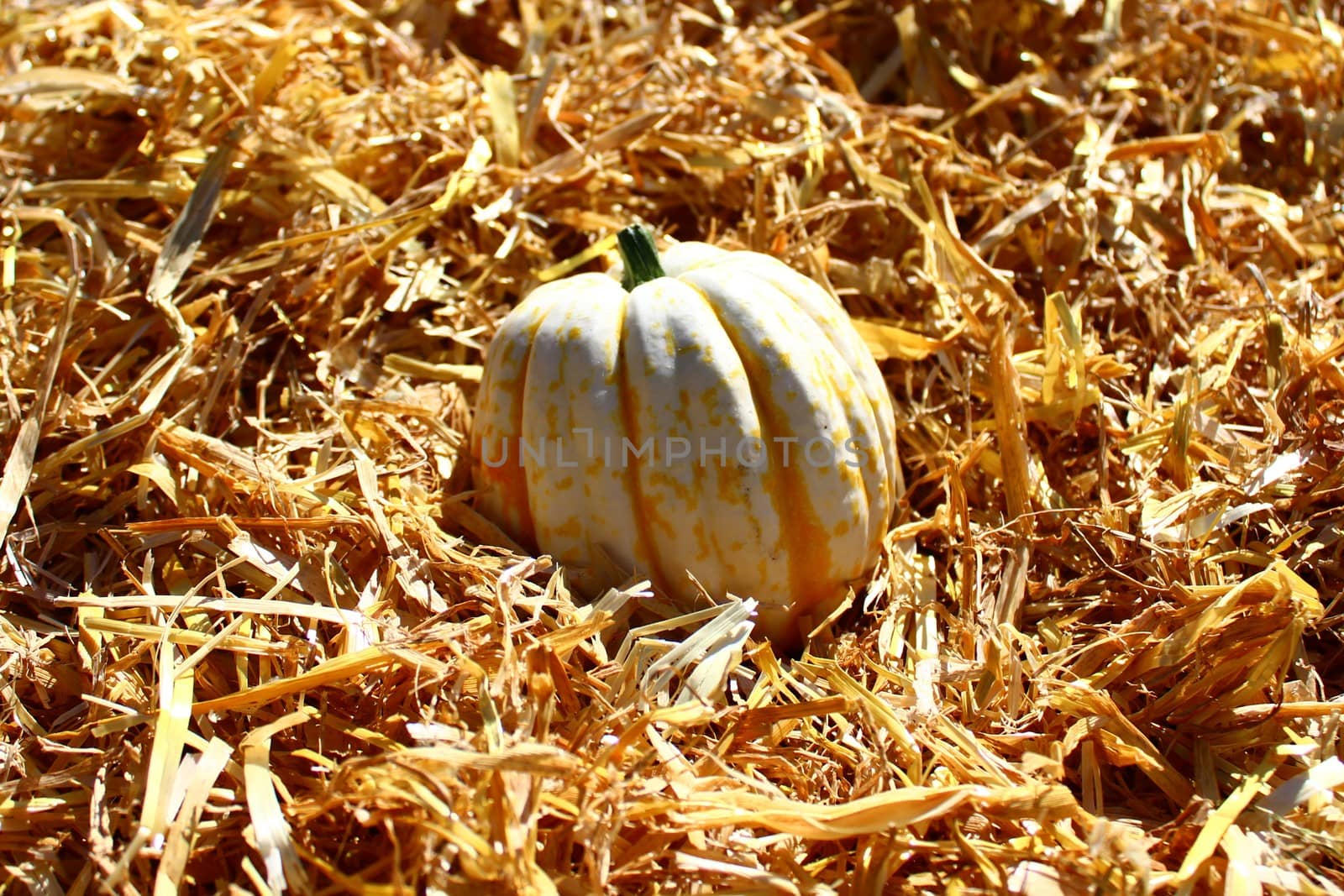 pumpkins on straw by martina_unbehauen