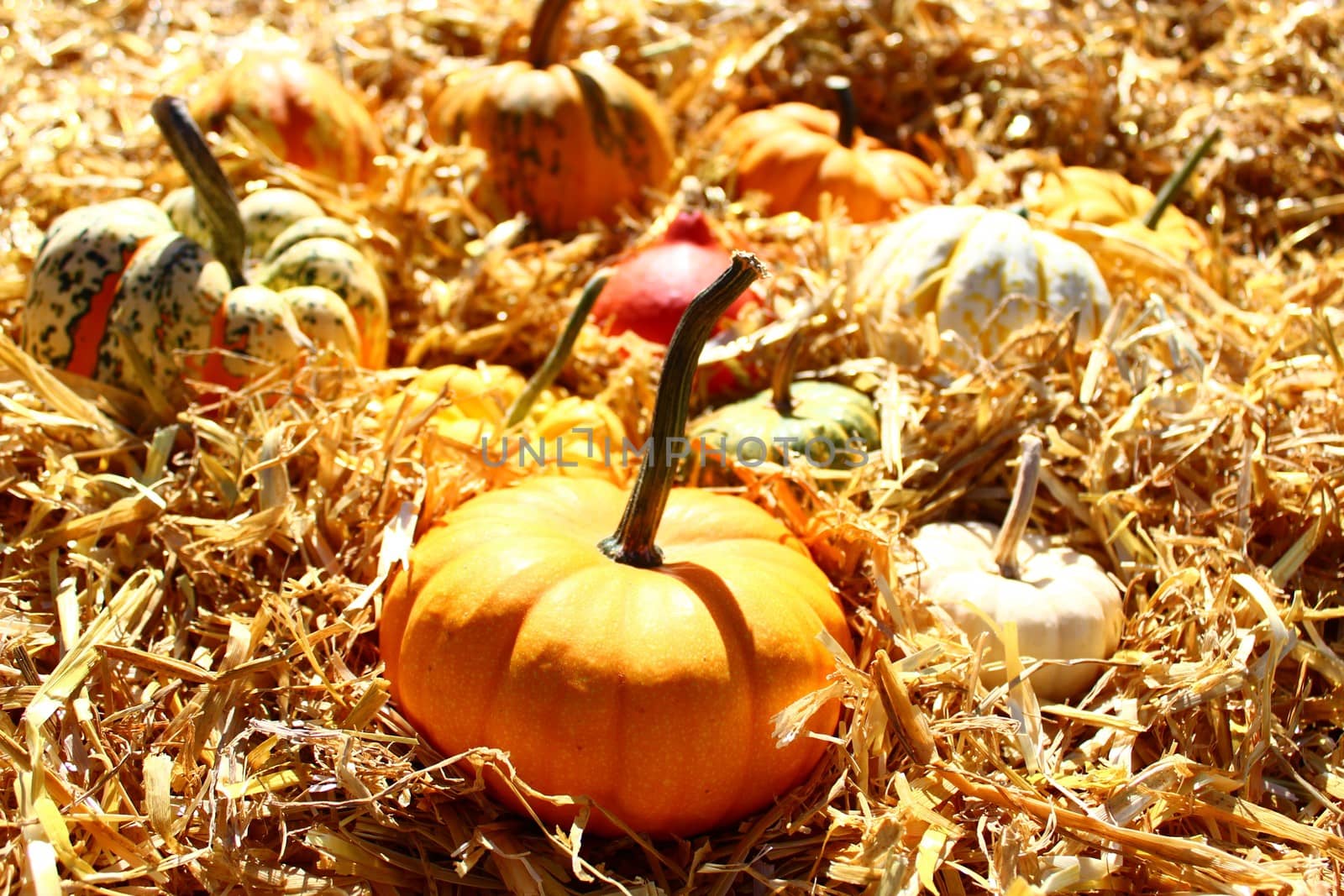 pumpkins on straw by martina_unbehauen