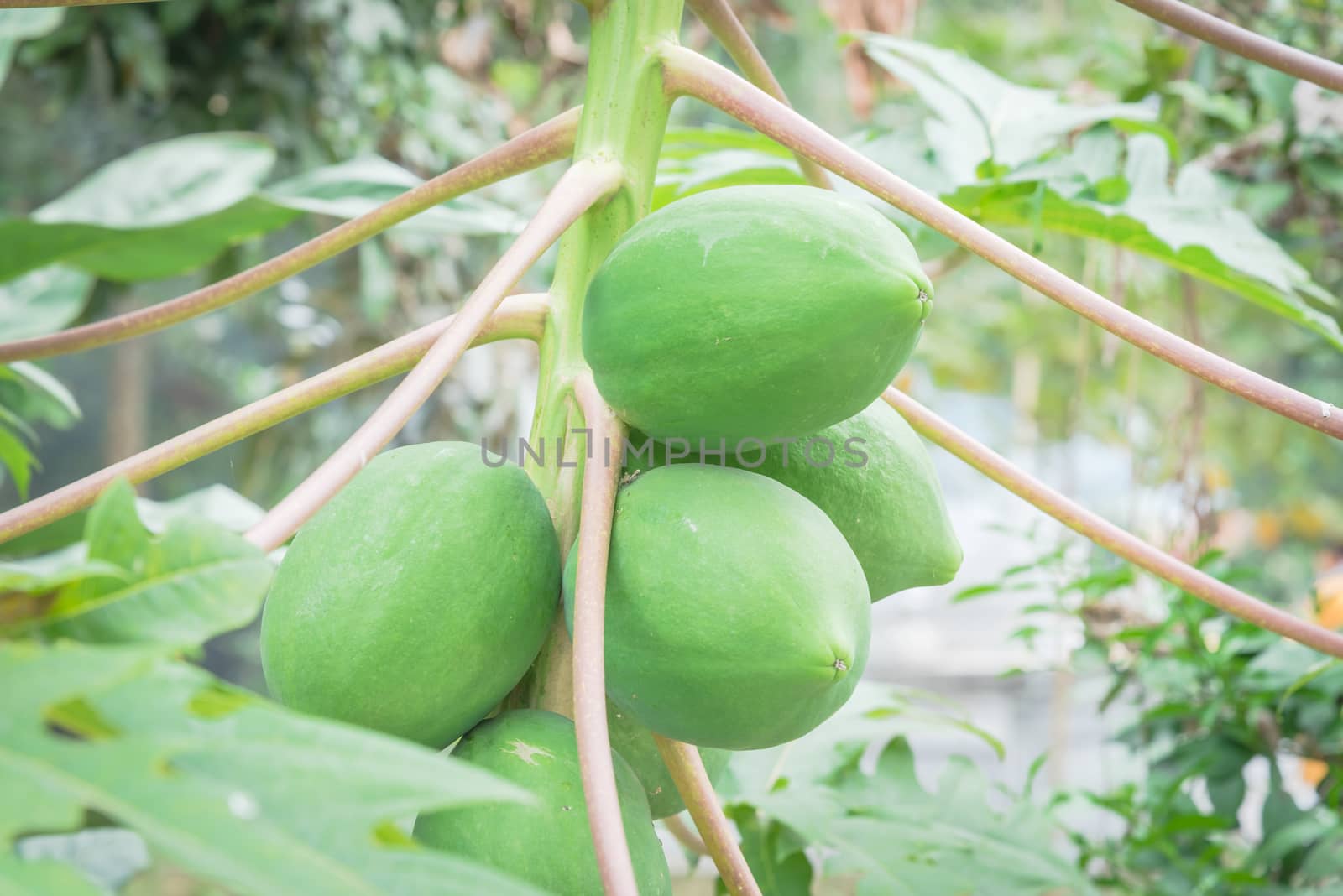Bunch of green papaya on tree branch at garden in North Vietnam. Organic papaw or pawpaw tropical fruit growing with long leaves stem