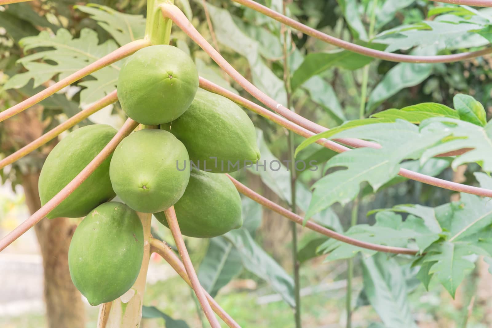 Bunch of green papaya on tree branch at garden in North Vietnam. Organic papaw or pawpaw tropical fruit growing with long leaves stem