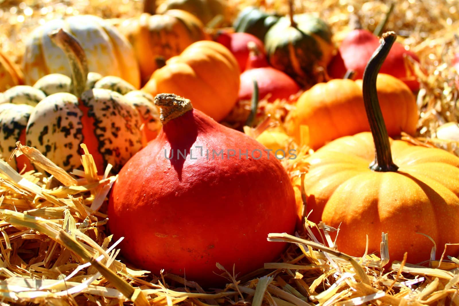 The picture shows different pumpkins on straw