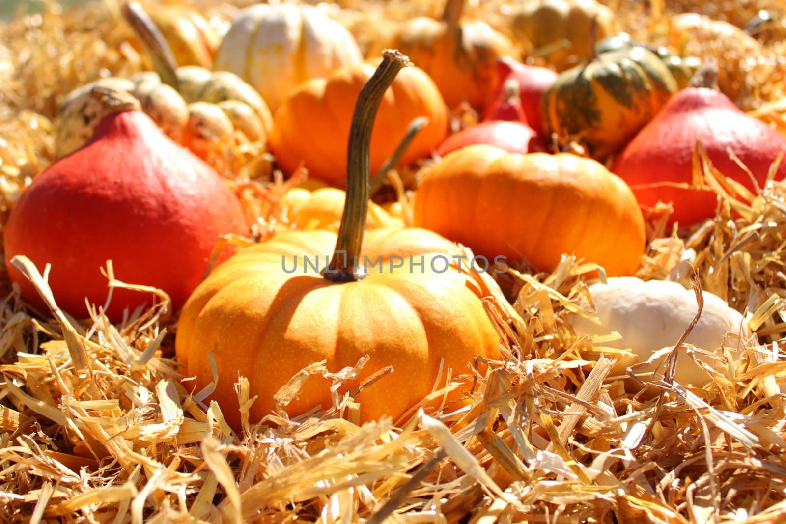 The picture shows different pumpkins on straw