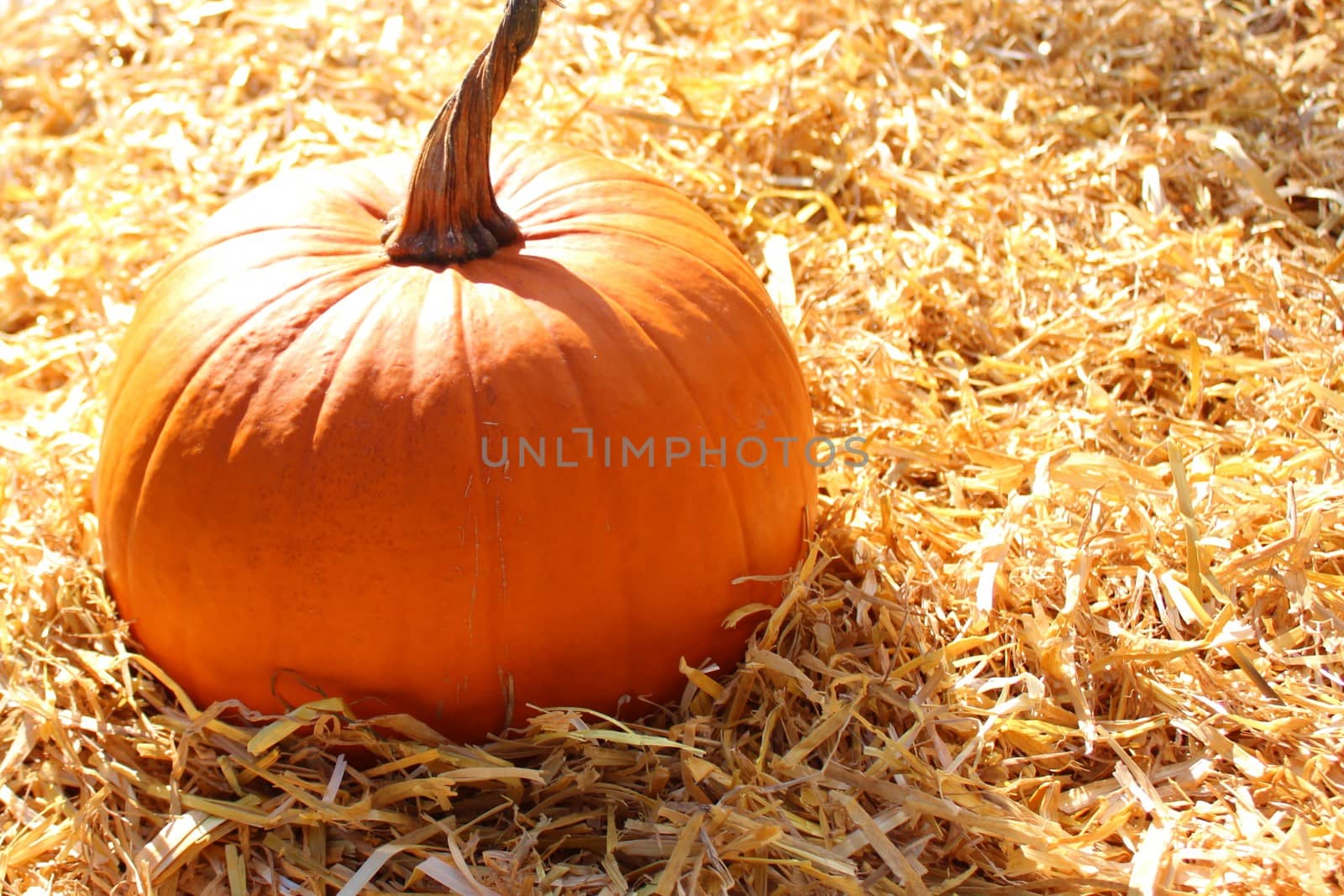 The picture shows a halloween pumpkins on straw