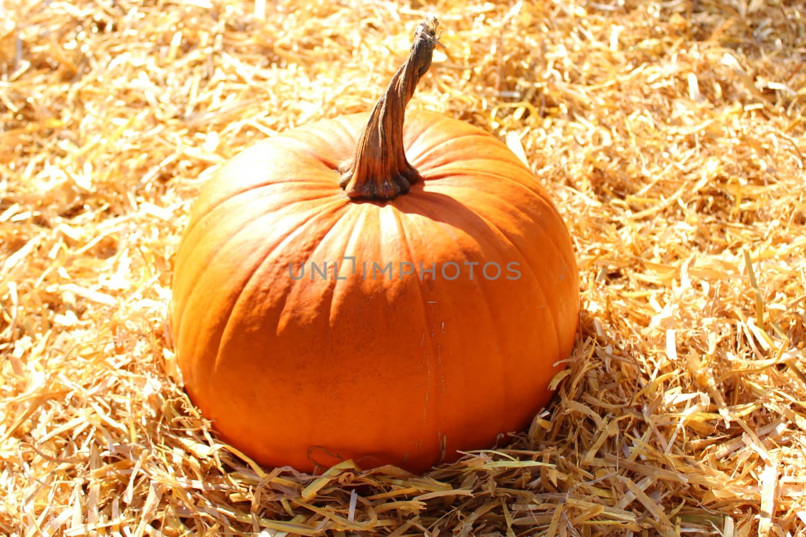 halloween pumpkin on straw by martina_unbehauen