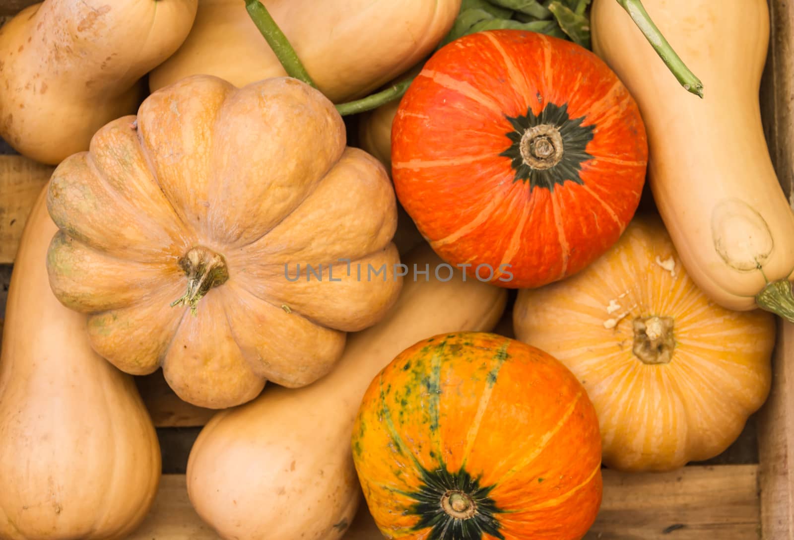 variety of fresh squash