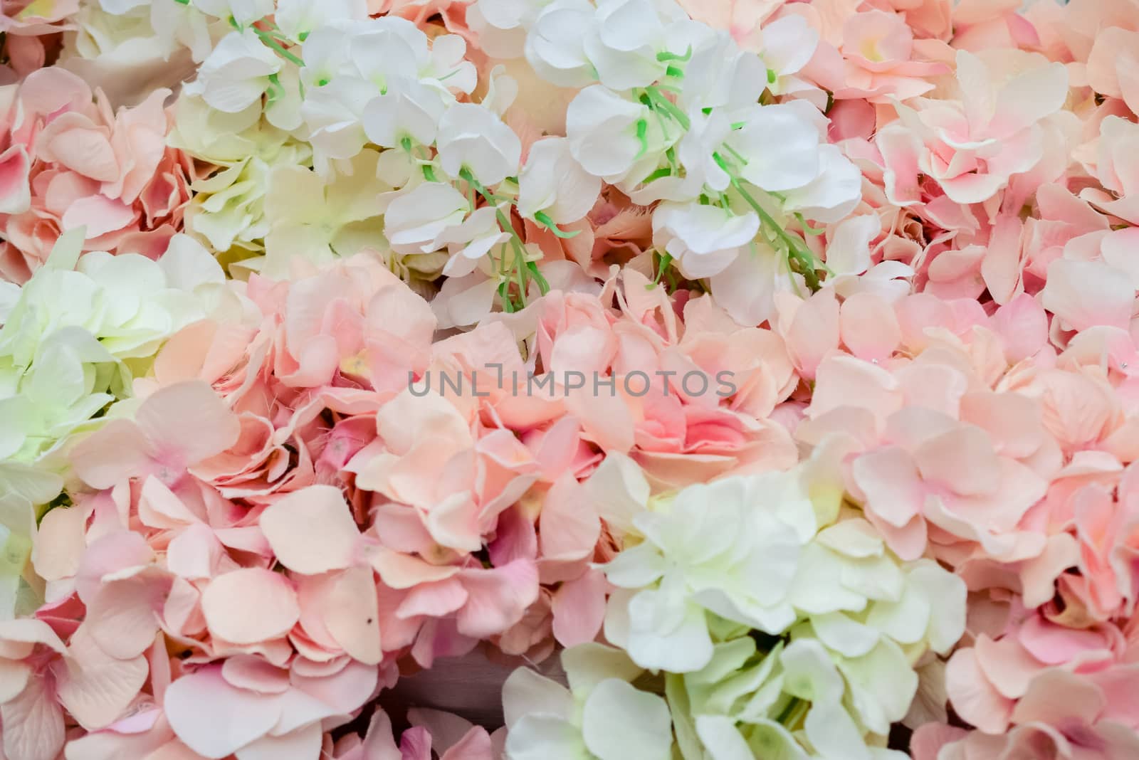 wall of large white and pink flowers-peonies