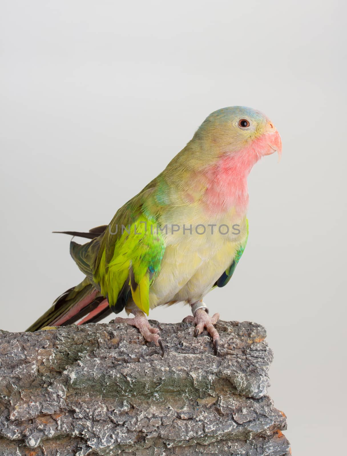 Portrait of a Princess parrot domestic bird 