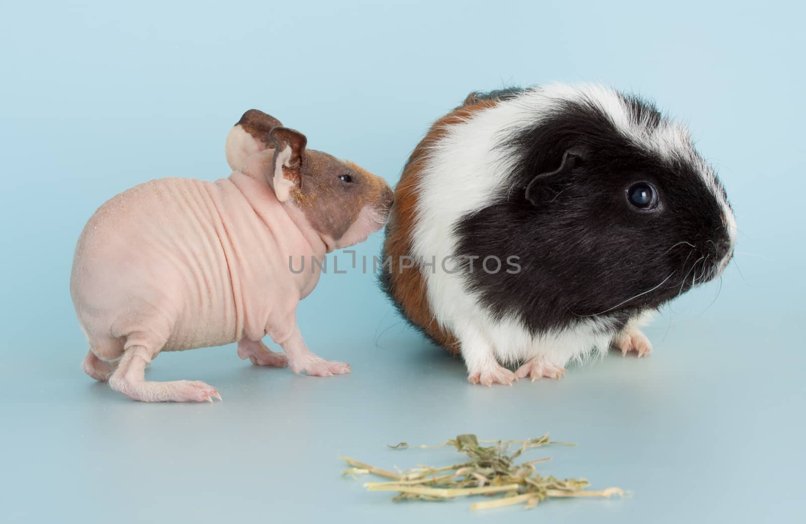 Nice naked guinea pig mammal rodent as pet animal
