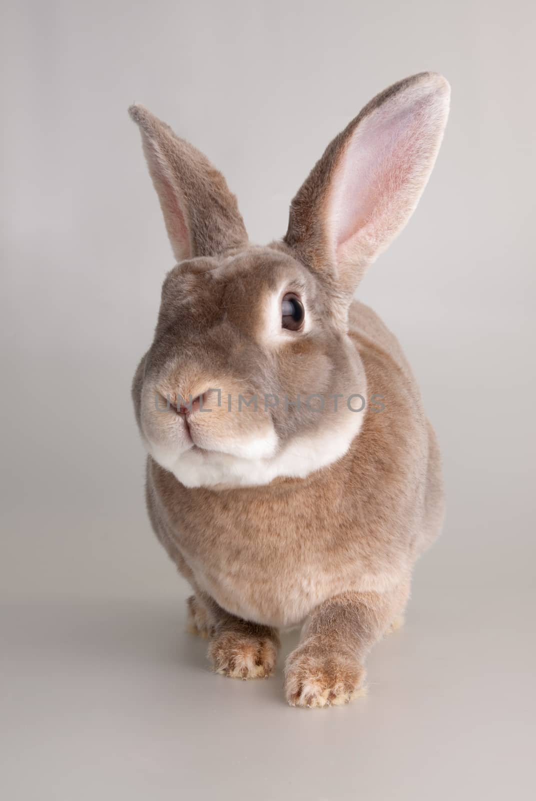 Portrait of a cute domestic rabbit by lanalanglois