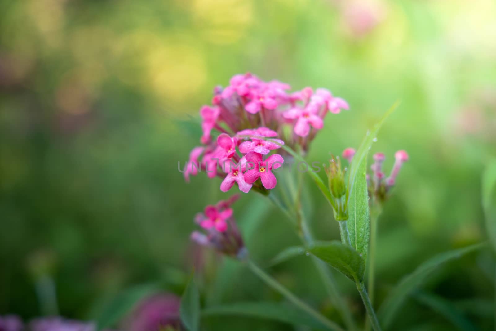 The background image of the colorful flowers, background nature