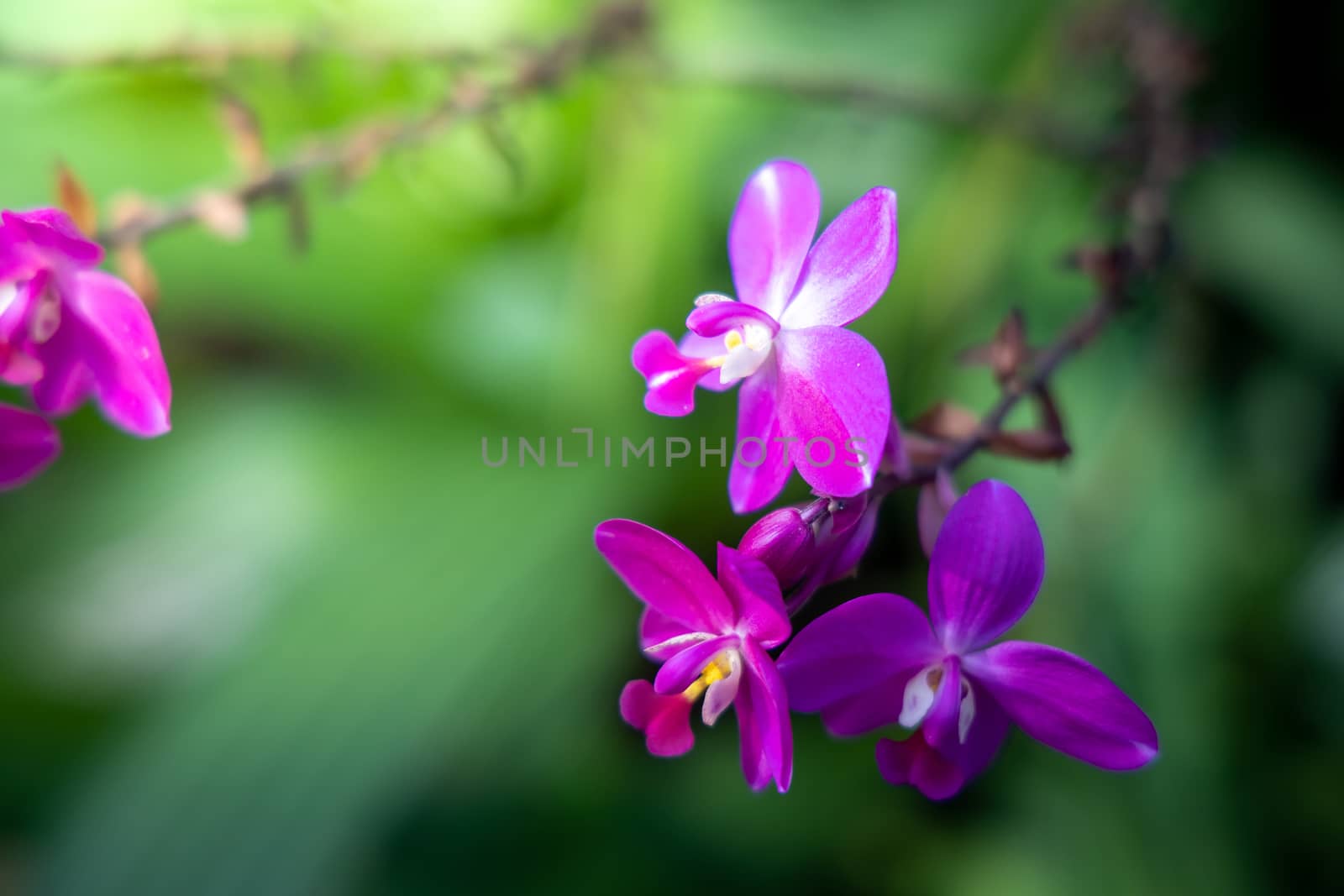 The background image of the colorful flowers by teerawit