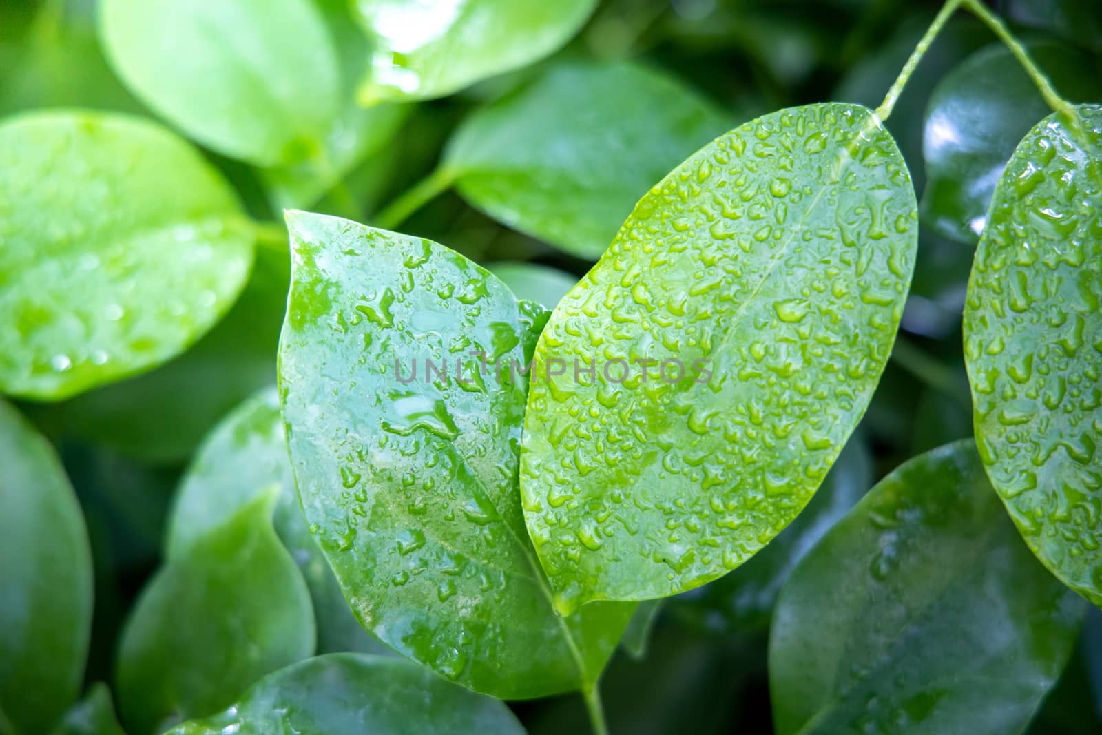 Close Up green leaf under sunlight in the garden. Natural backgr by teerawit