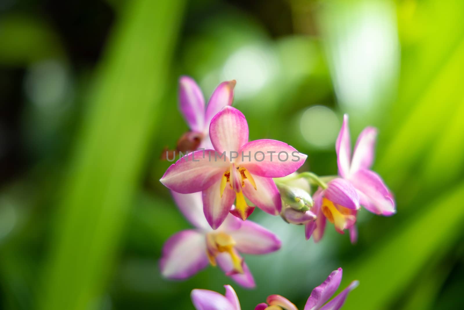 The background image of the colorful flowers by teerawit