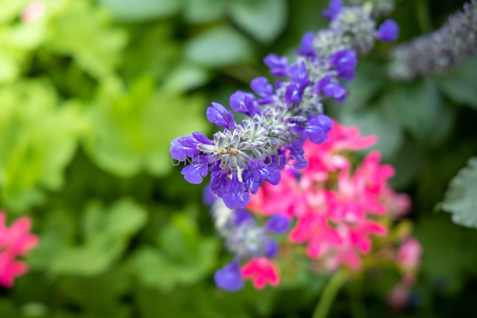 The background image of the colorful flowers, background nature