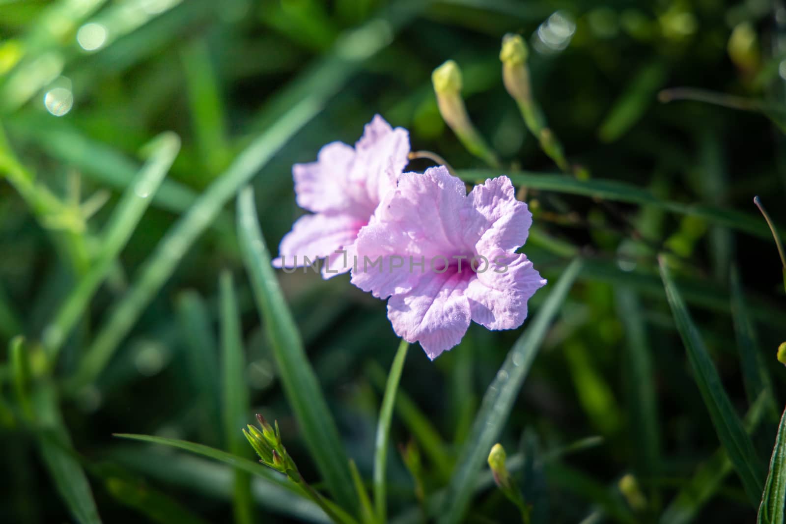 The background image of the colorful flowers by teerawit