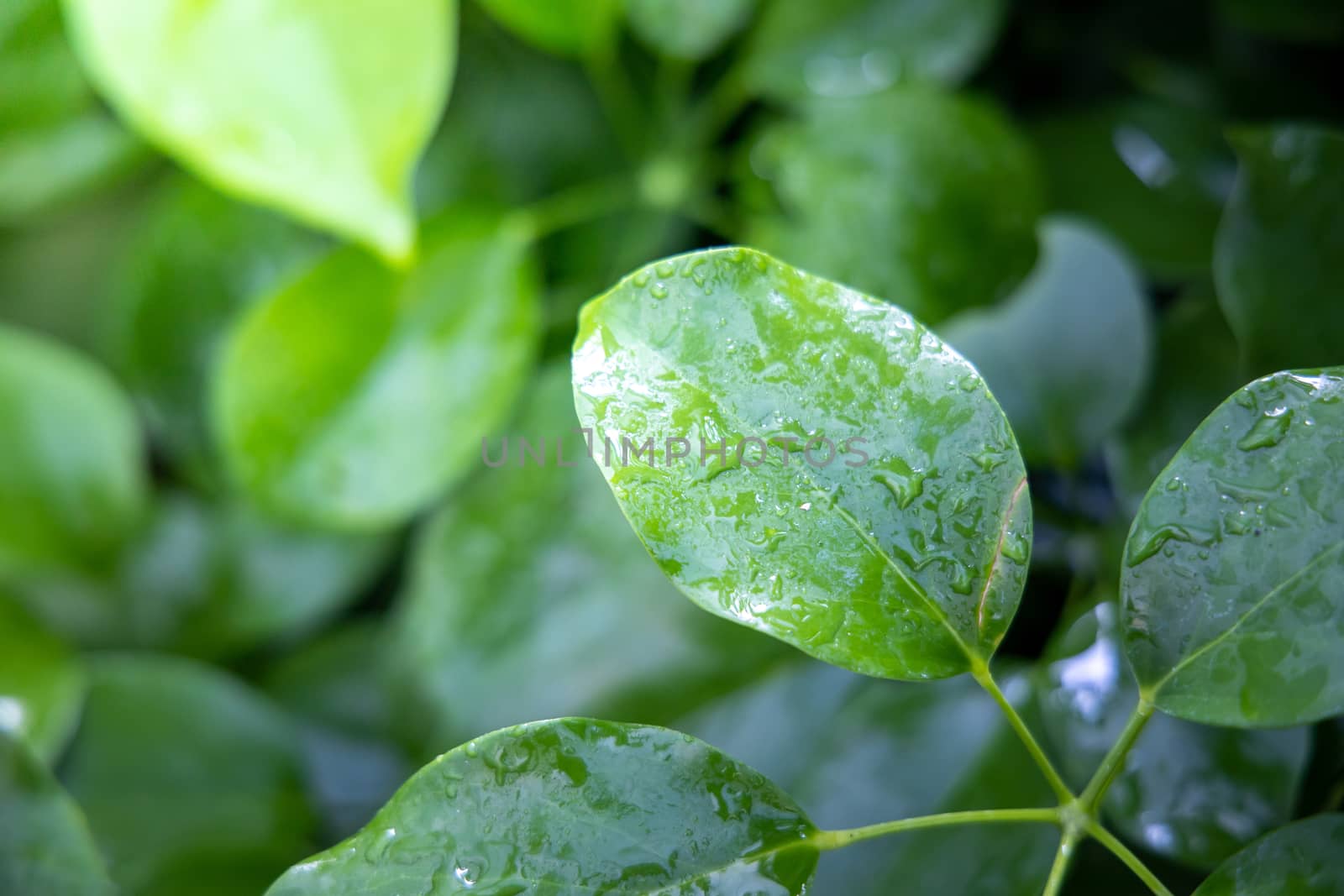 Close Up green leaf under sunlight in the garden. Natural backgr by teerawit