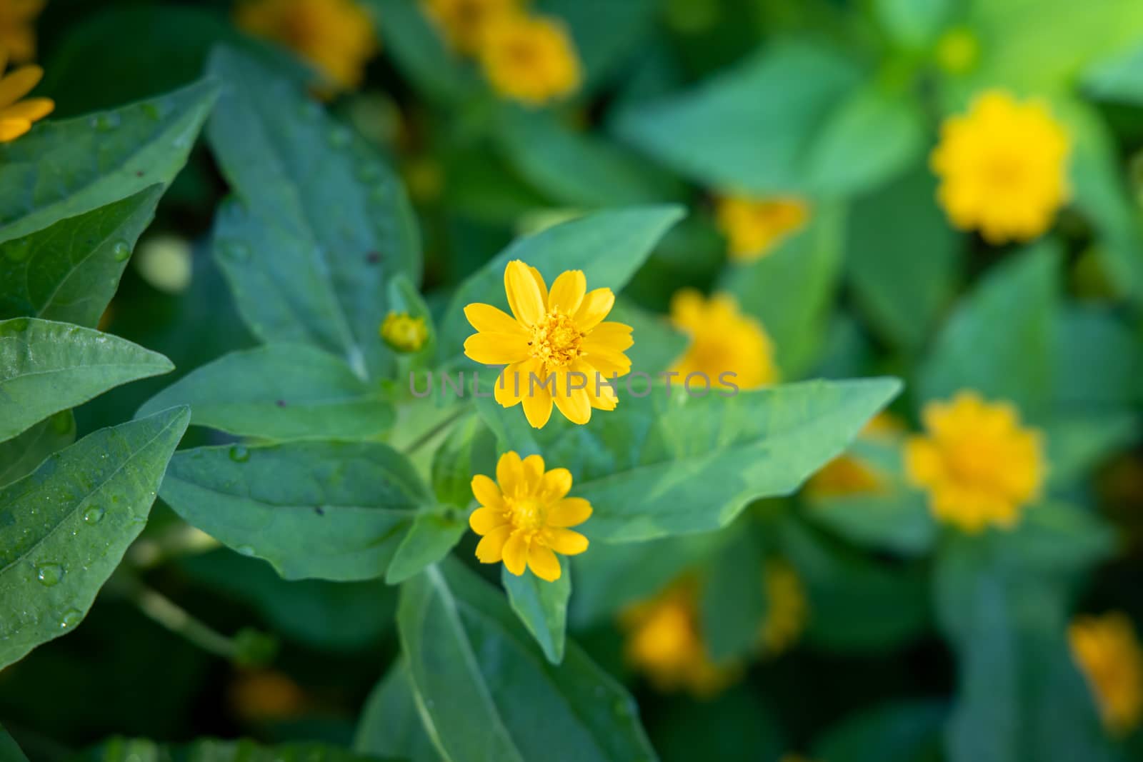 The background image of the colorful flowers, background nature