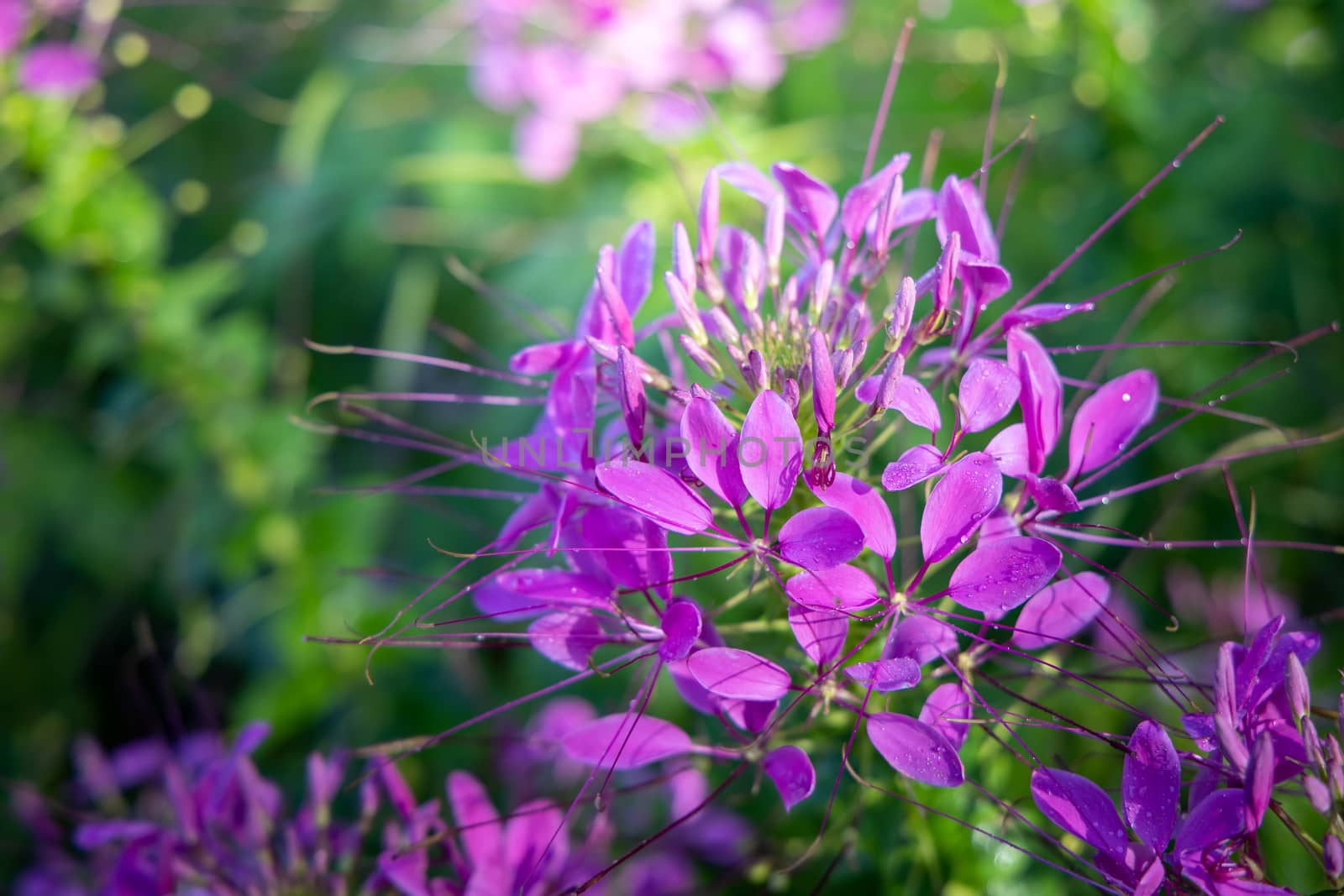 The background image of the colorful flowers, background nature