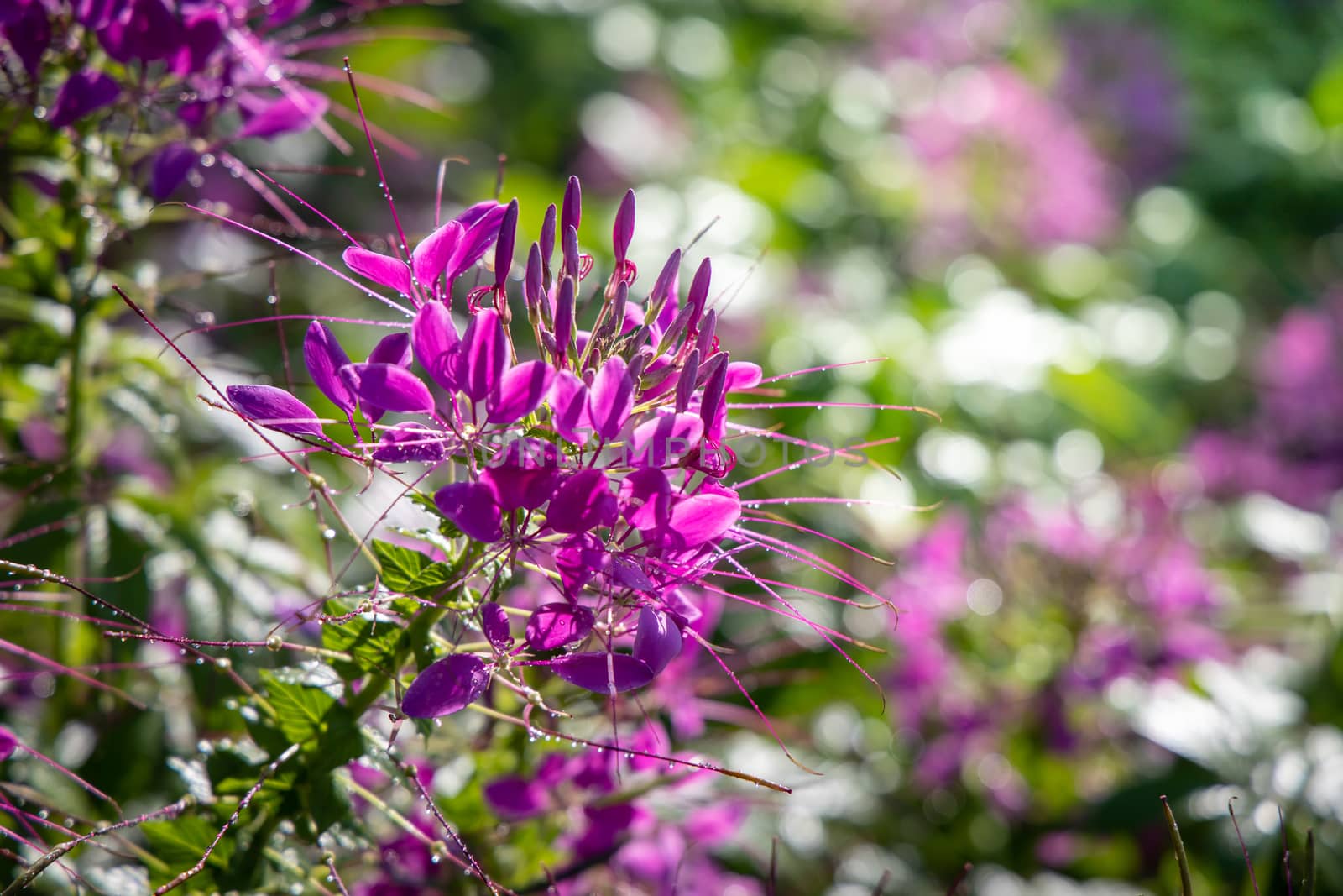 The background image of the colorful flowers, background nature