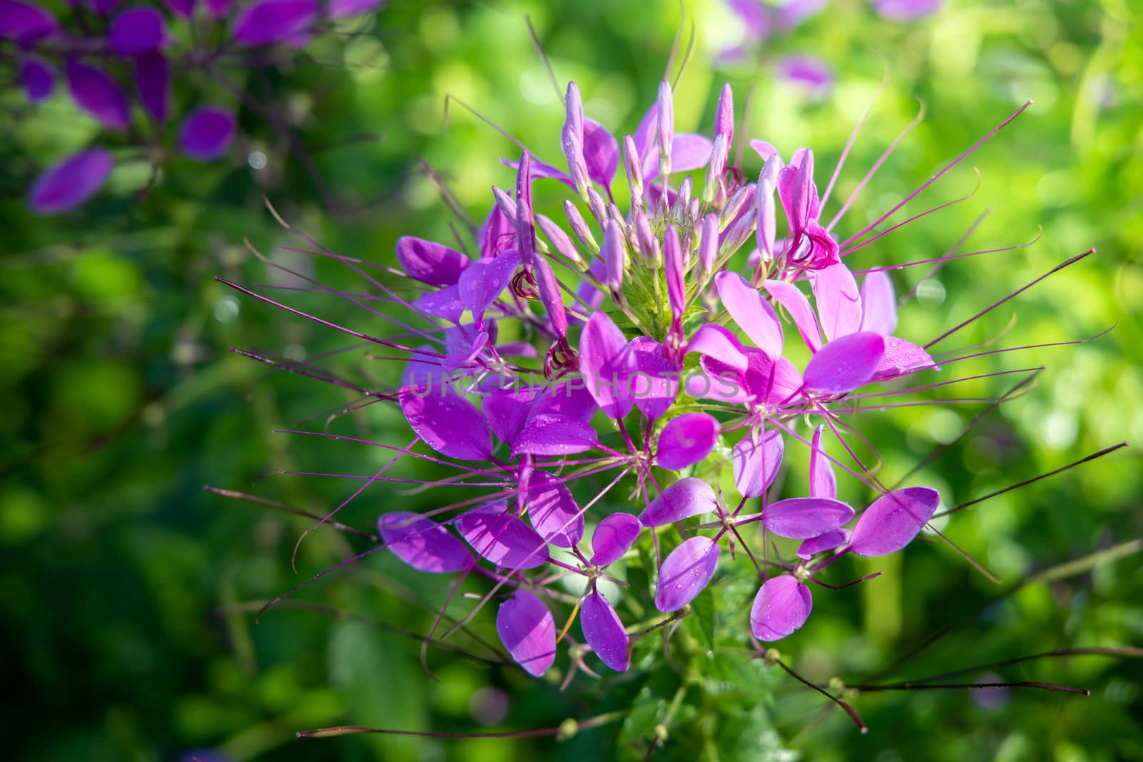 The background image of the colorful flowers, background nature