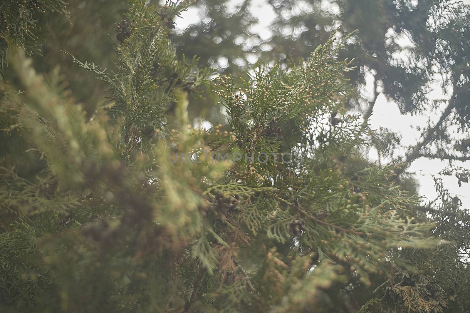 Detail of the needle-like leaves of a pine during a winter day.