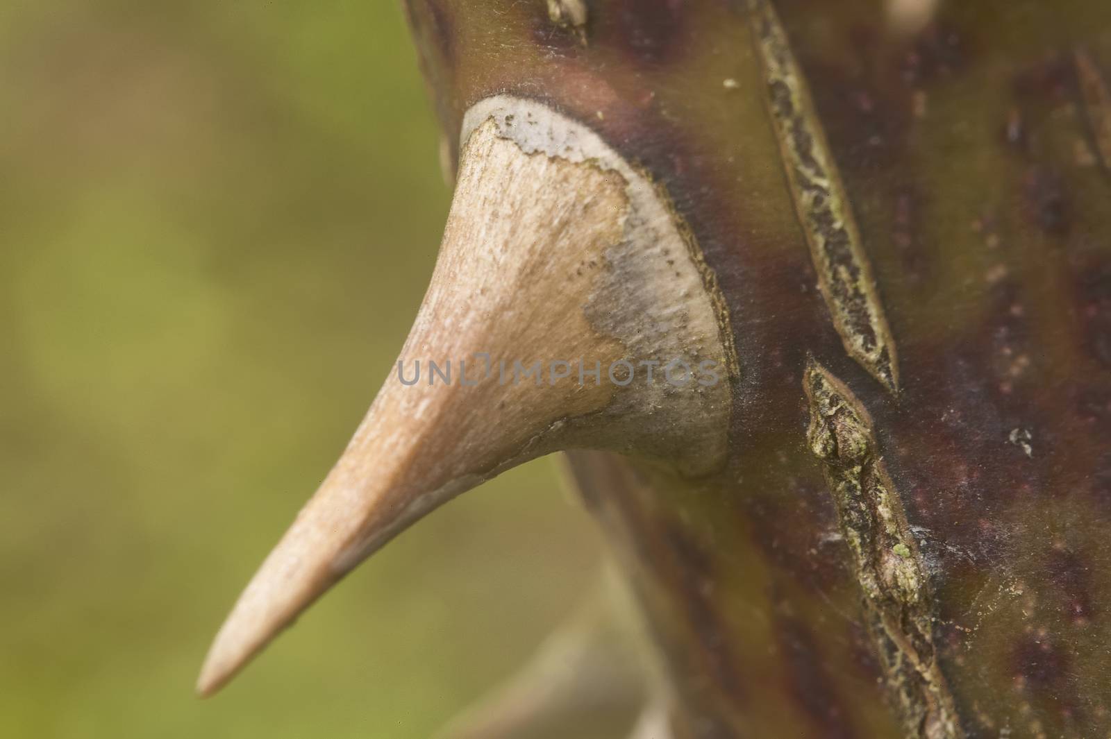 Super magnification of the detail of the spine of a rose, still attached to the living plant.