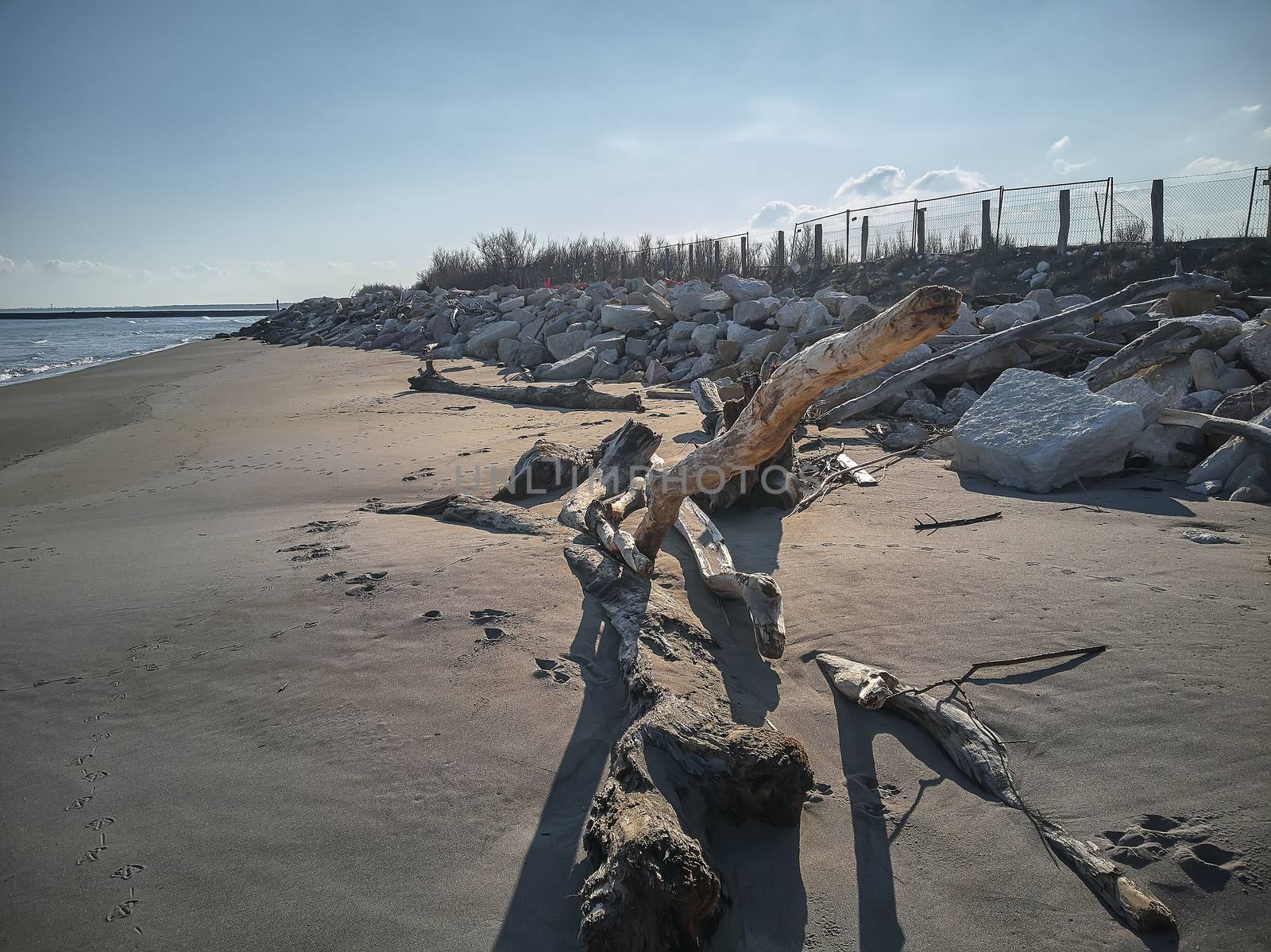 Trunks and pieces of wood transported in the sea shore by the tides in a natural beach of northern Italy.