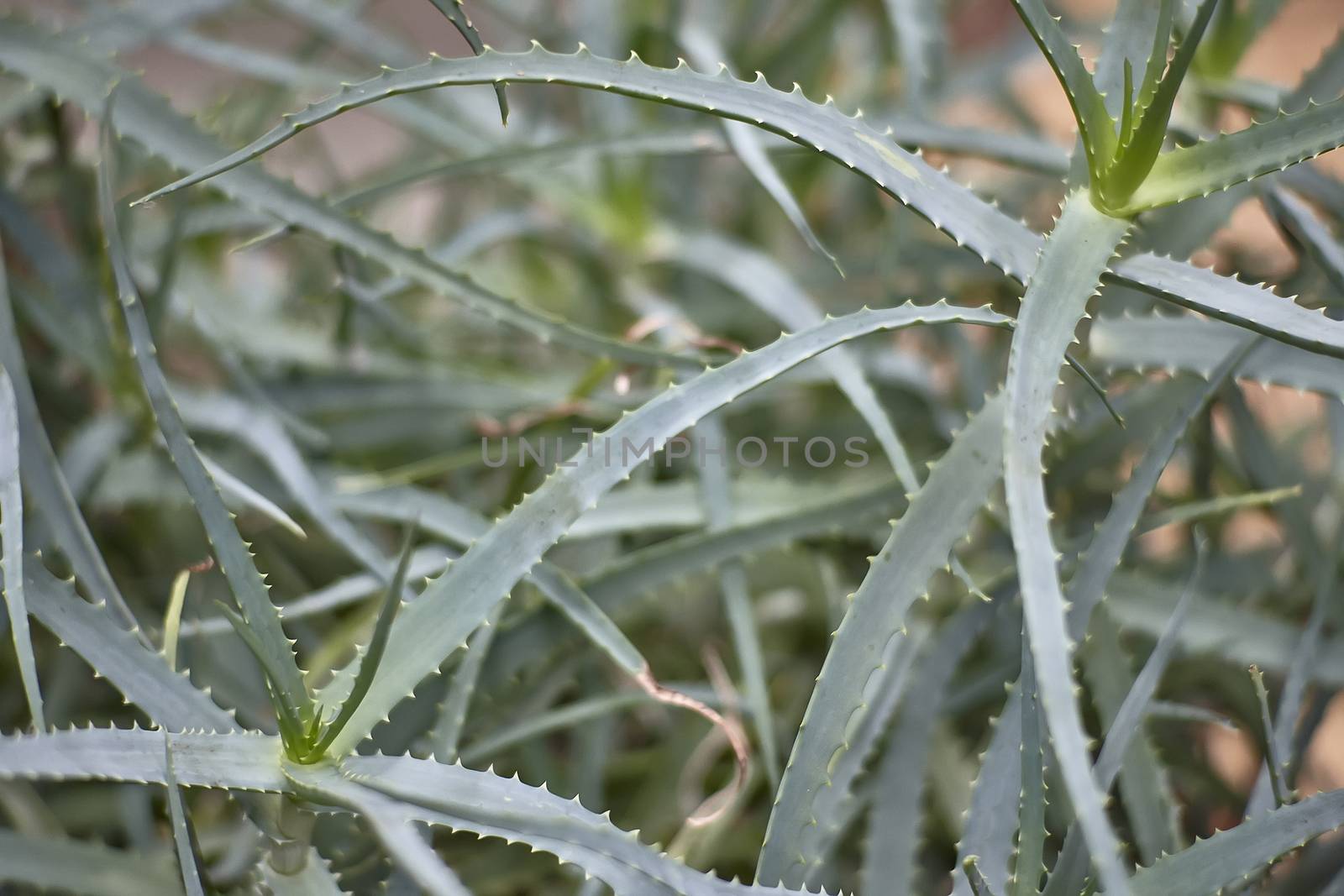 Detail of some parts of the aloe plant: exotic plant used for the care and well-being of man.