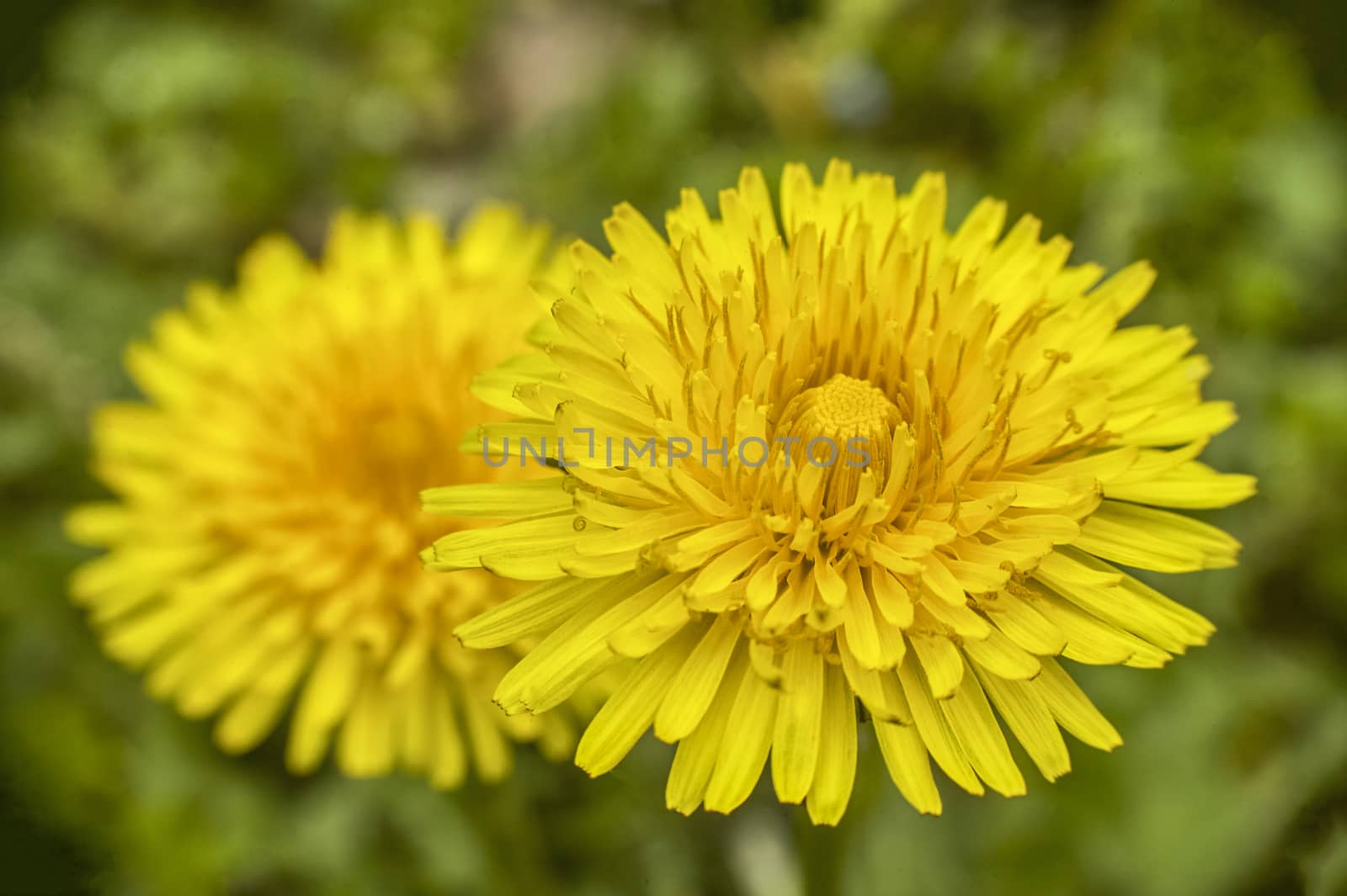 Enlargement of the dandelion flower with a very high level of detail.