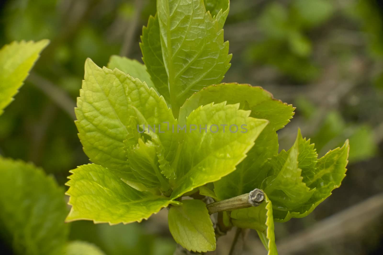 Small light green leaves just sprouted in spring.