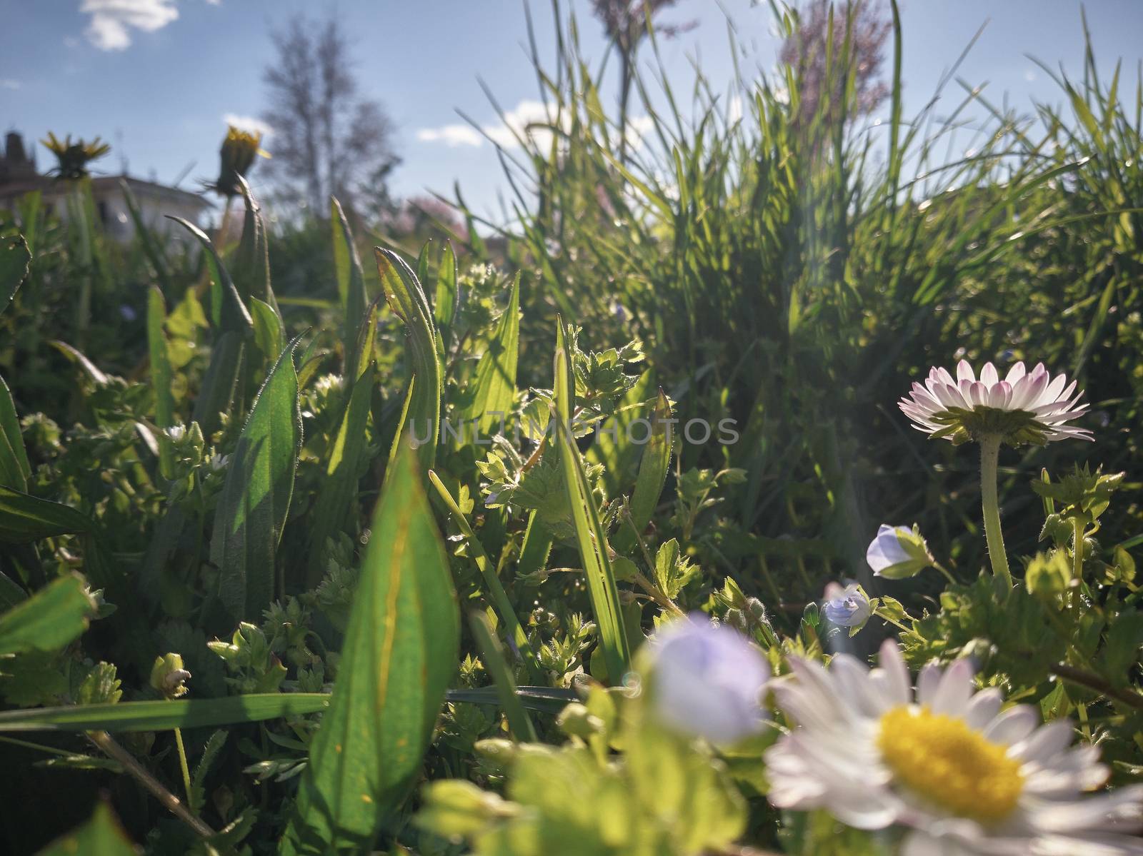 Magnificent shot of a detail of a flower garden in spring under the illumination of the sun's rays.