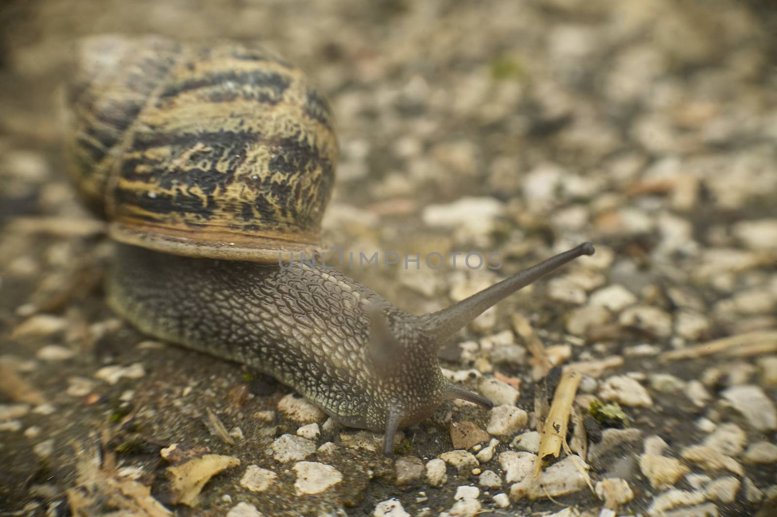 Small snail crawling slowly on a piece of asphalt looking for food