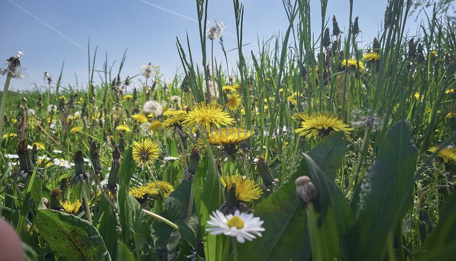 Flowered and luxuriant garden under the clear and bright sky in spring.