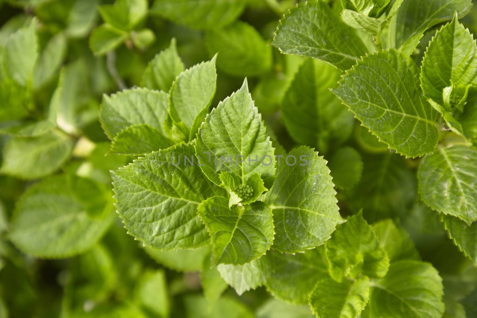 New leaves that are born in spring over a shrub used as an ornamental plant in a garden. The light green leaves start to grow and develop.