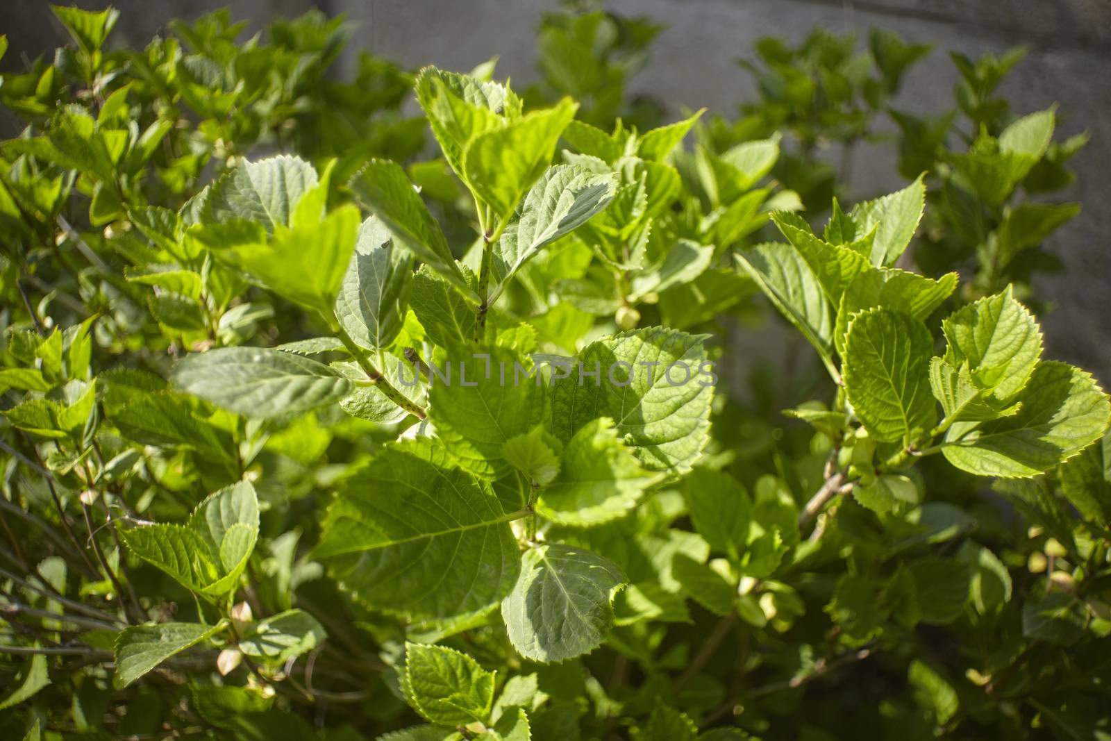 New leaves that are born in spring over a shrub used as an ornamental plant in a garden. The light green leaves start to grow and develop.