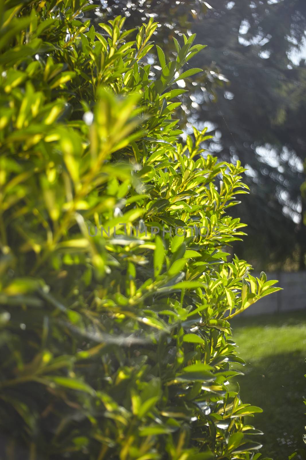 Ornamental plant in a garden at spring with warm and harmonious colors.