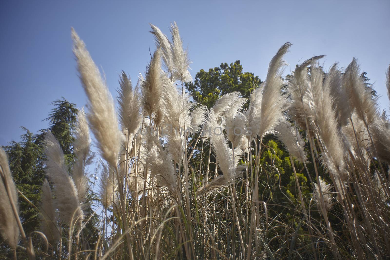 Pampas grass bush surrounded by a garden with other trees in the background.