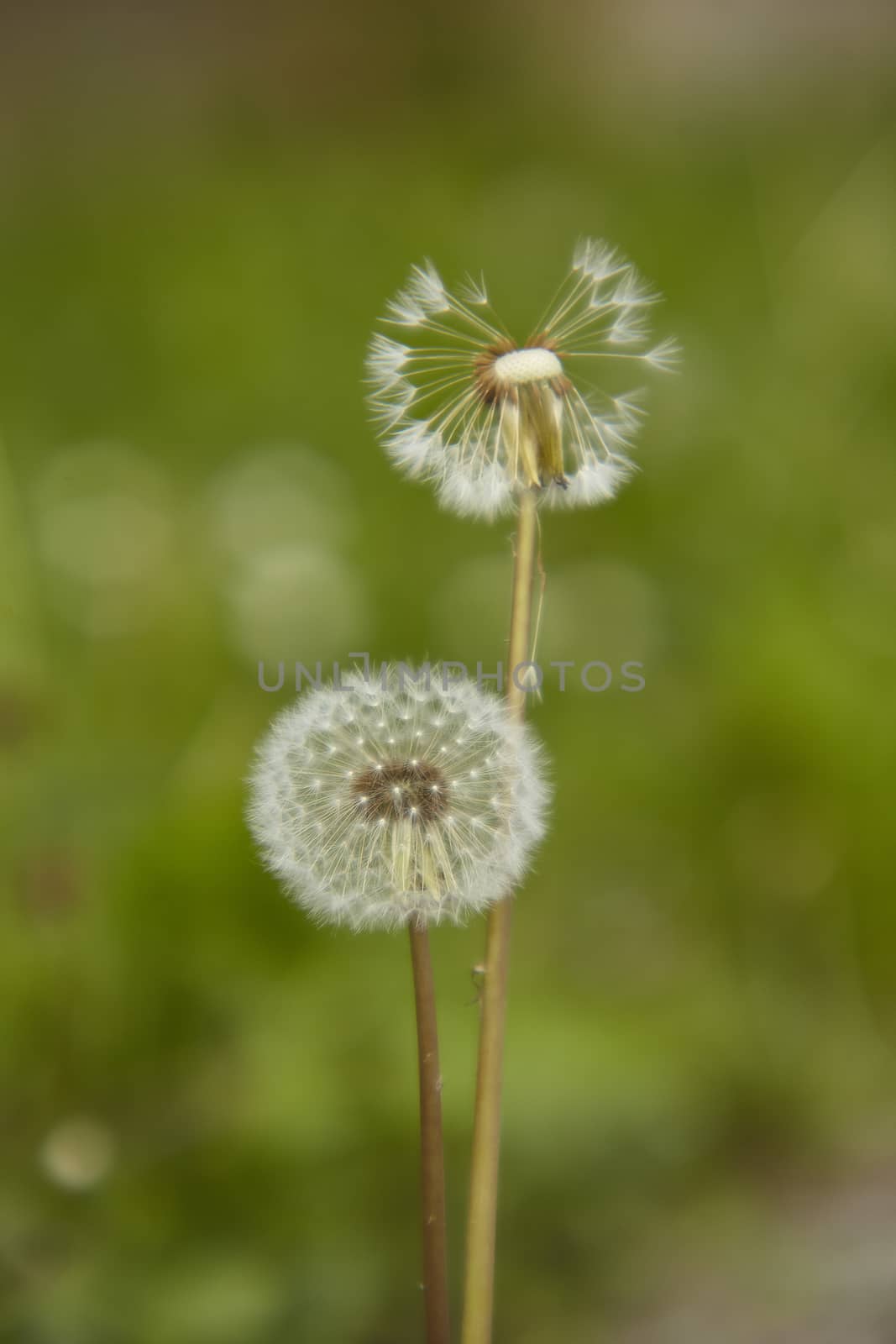 Dandelion pair in the period of infructiscence with macro shot that gives a green background with the subject well detached.