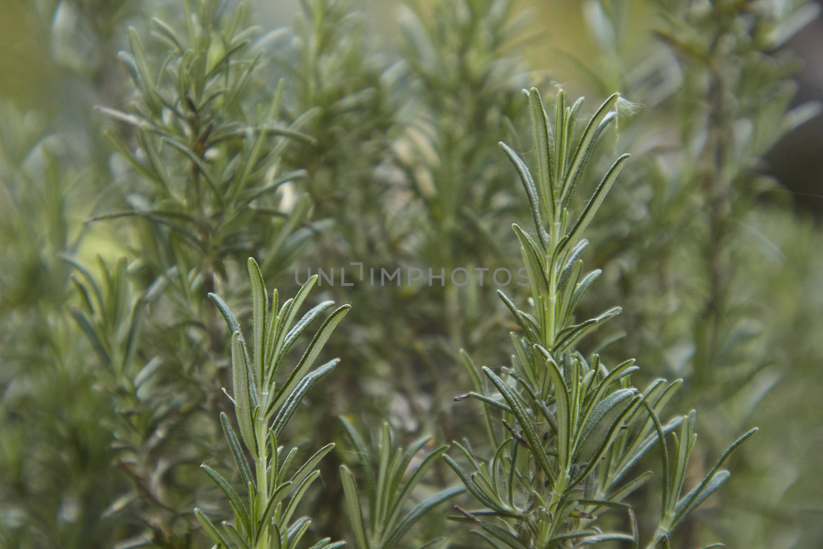 Rosemary leaves: typical plant used as a spice in the kitchen.