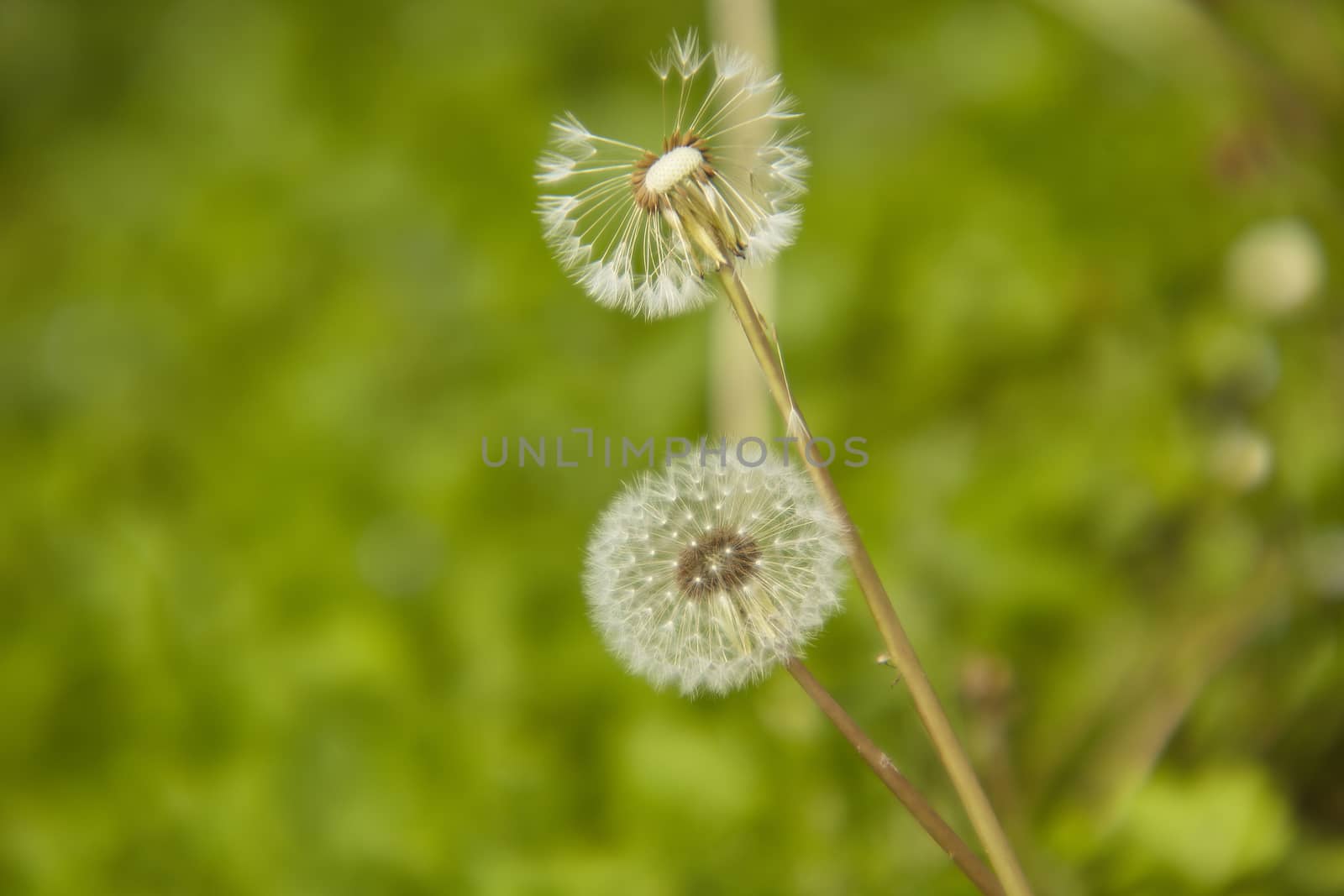 Dandelion pair in the period of infructiscence with macro shot that gives a green background with the subject well detached.