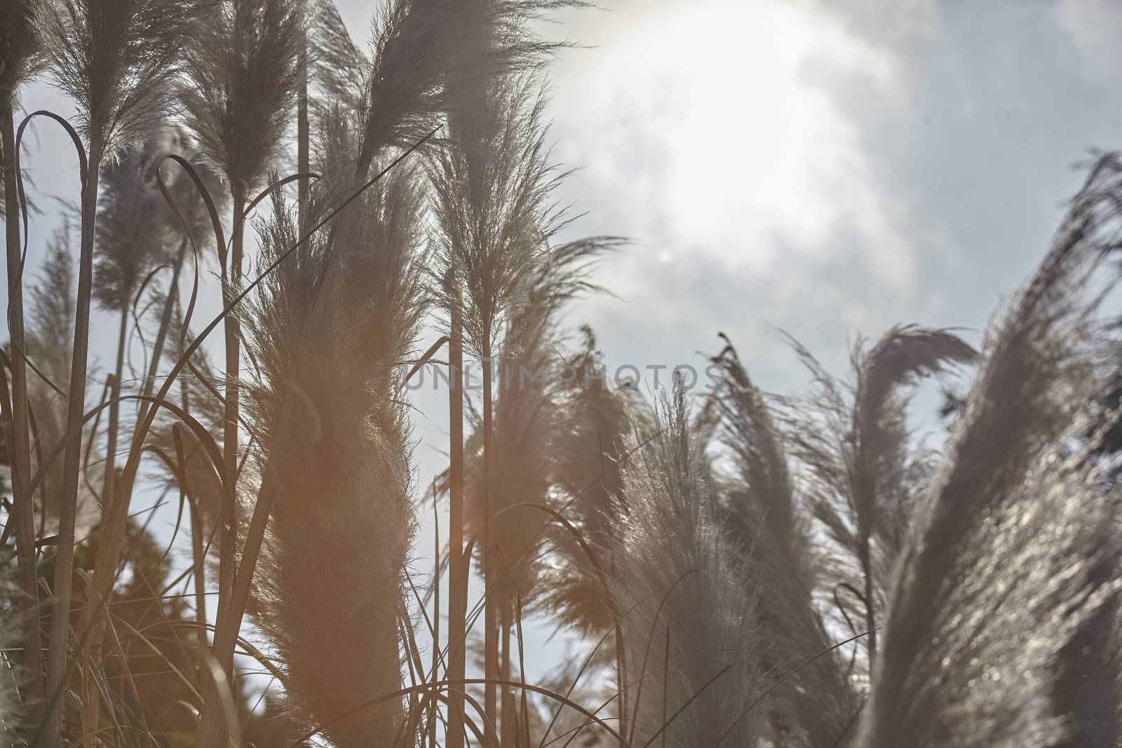 Typical feathers of the pampas grass backlit