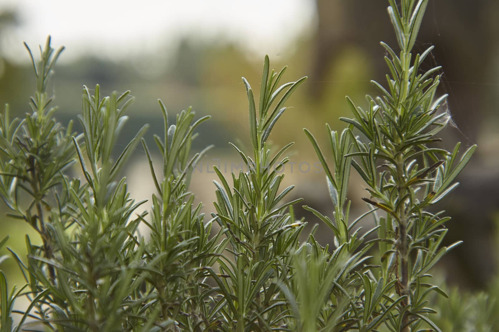 Detail of the rosemary plant that grows naturally in nature.