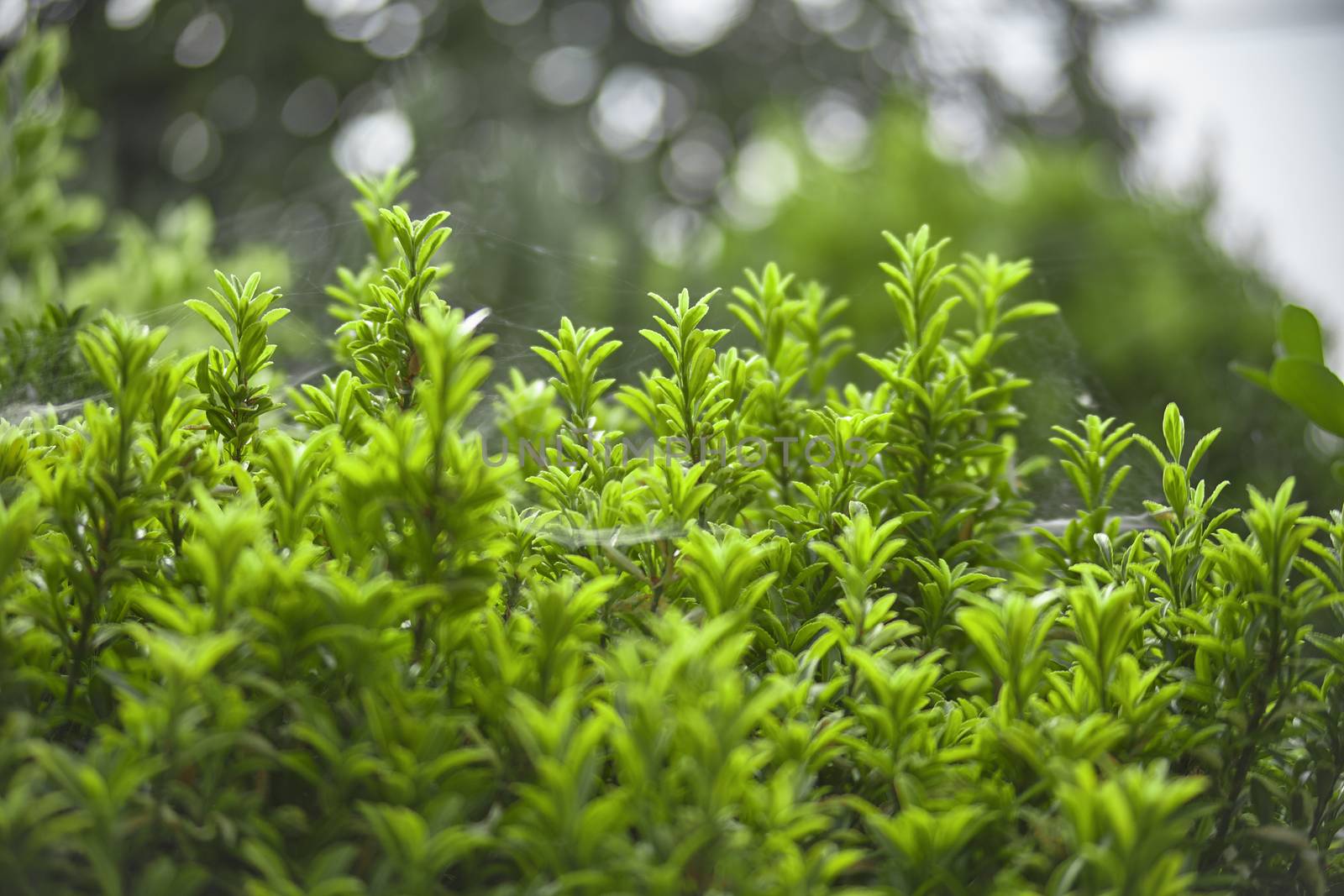 Very small and green leaves during the spring: ornamental garden plants bloom in spring.