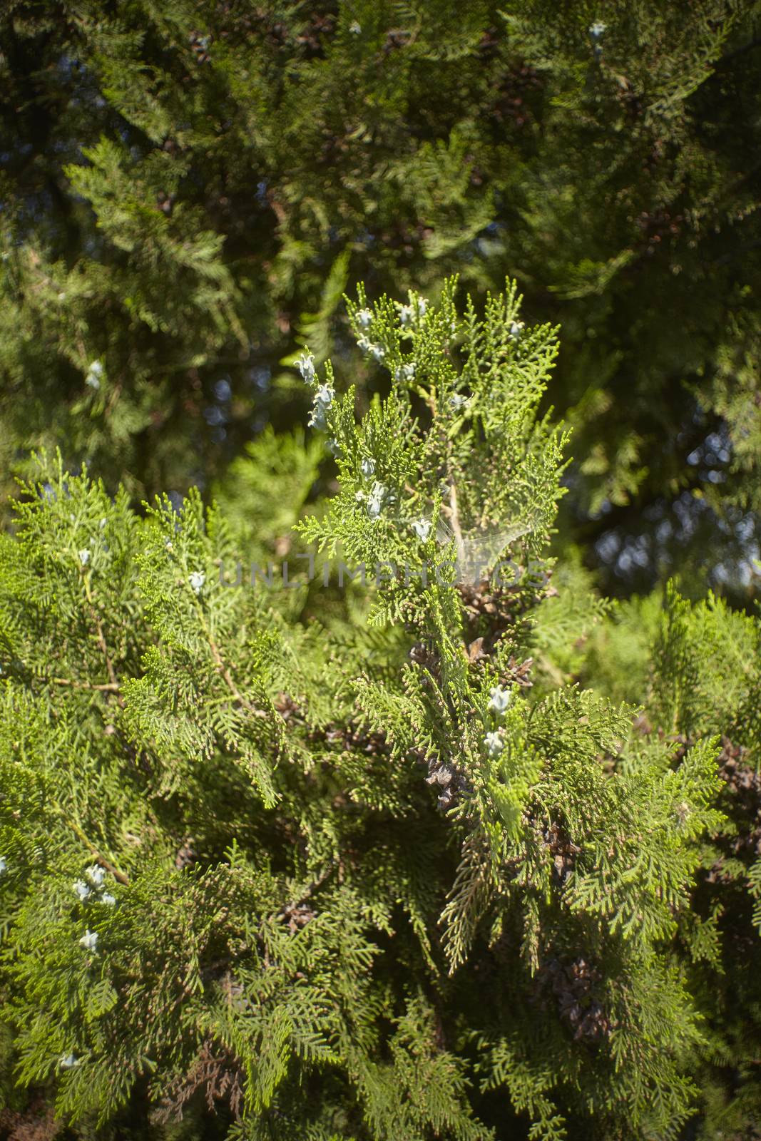 Detail of the texture of a pine tree illuminated by spring sunlight.