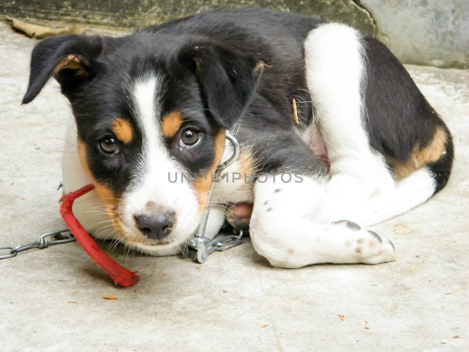A cute Common Indian pariah stray dog also called Pure Breeds Native dog or Desi street Dog looking at camera. Front view Close up portrait. A loyal canine friend. Kolkata, India, South Asia.
