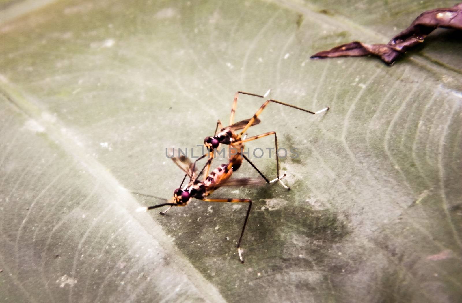 Multi colored Garden Insect Pest spotted on a green leaf of an organic firm. Beauty in nature. Extreme close-up.