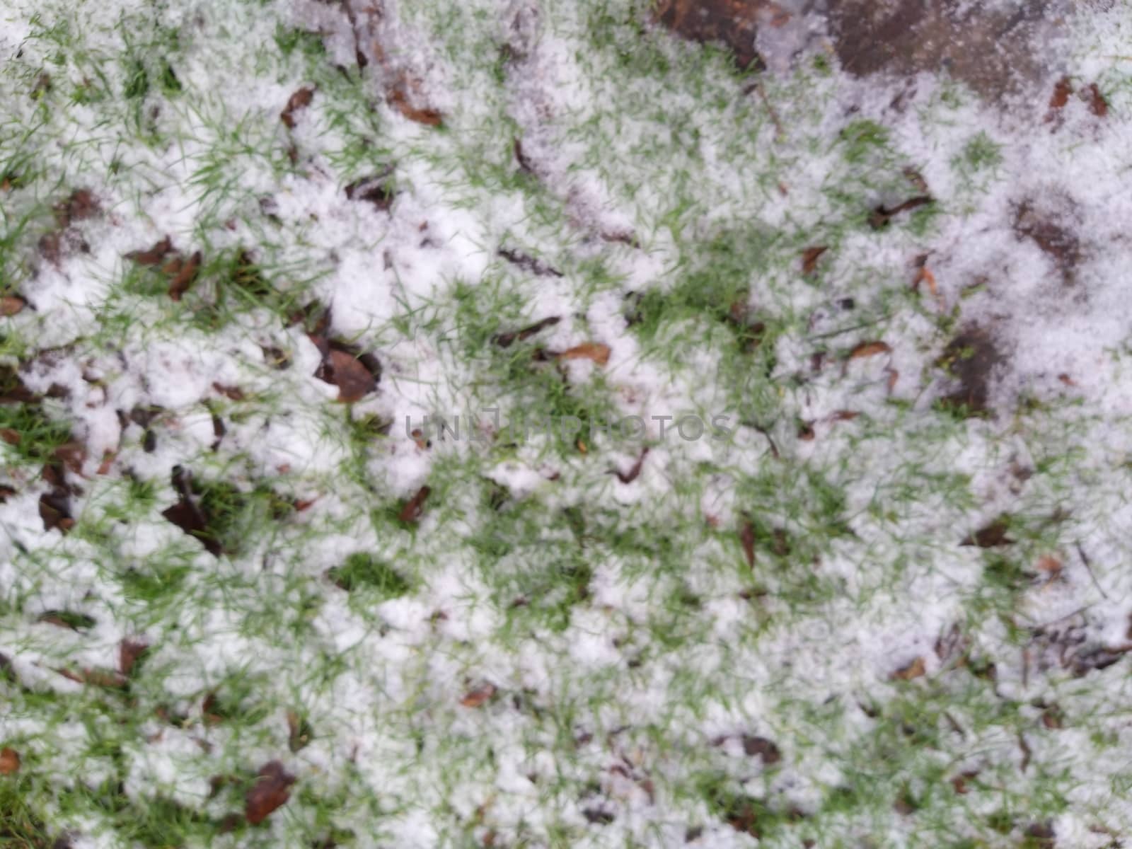 snow on the tree