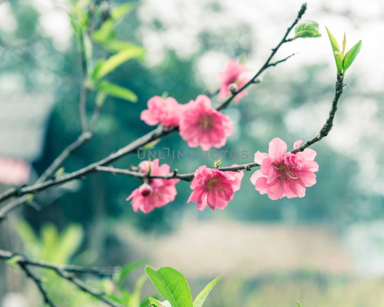 Close-up selective focus peach flower blossom and blur wooden house in background and in rural North Vietnam. This is ornament trees for Vietnamese Lunar New Year Tet in springtime.